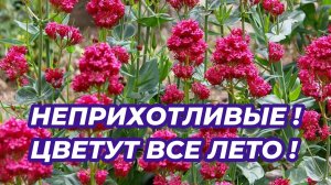 НЕПРИХОТЛИВЫЕ МНОГОЛЕТНИКИ ЦВЕТУЩИЕ ВСЕ ЛЕТО, которые стоит посадить в саду