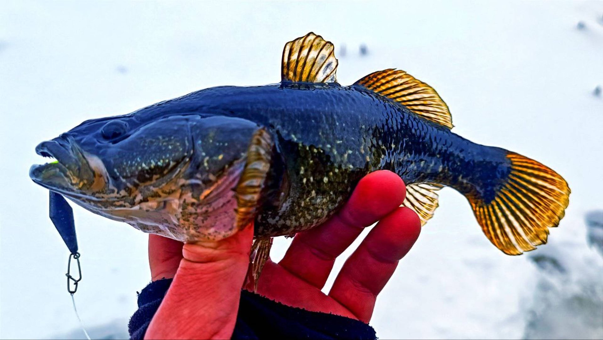 Первый лёд 2024 -2025! Люди проваливаются, МЧС выгоняет со льда. Ловля ротана на блесну в городе. смотреть онлайн