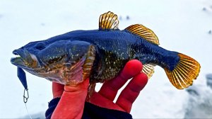 Первый лёд 2024 -2025! Люди проваливаются, МЧС выгоняет со льда. Ловля ротана на блесну в городе.