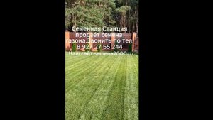 Семена газона оптом и в розницу! Звоните по тел: 8 (927) 27 55 244