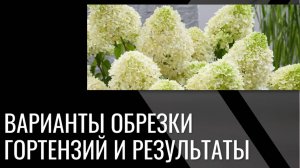 Разные варианты обрезки гортензии и их результаты 🌿🌺