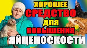 ХОРОШЕЕ средство для ПОВЫШЕНИЯ яйценоскости кур.