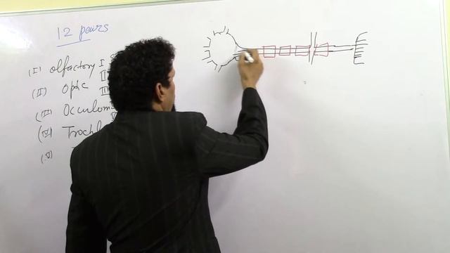 General Neuroanatomy lecture 8 By