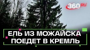 Ель из Можайского округа победила в еловом конкурсе красоты