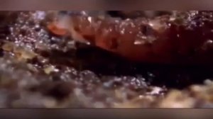 Дождевые черви