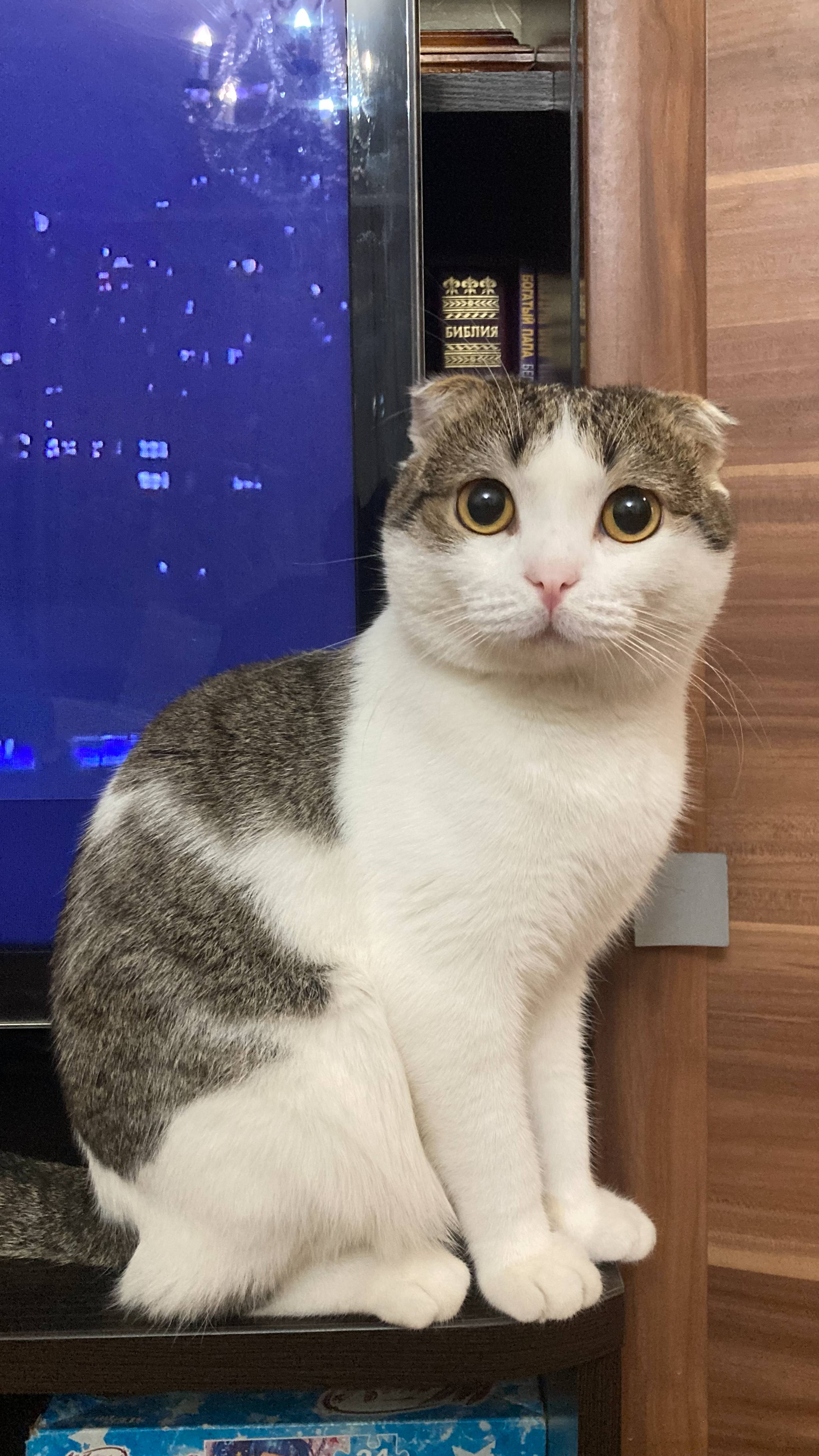 мой котик-абармотик)) смотреть онлайн