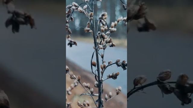 #осенняя #ноябрьская