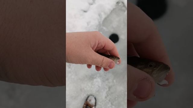 Первый ротан на озере Лягушатник смотреть онлайн