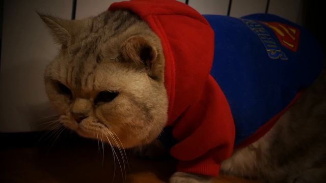 ОБЗОР НА КОТА смотреть онлайн