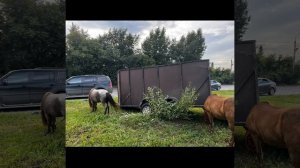 В Омске пьяная компания на жигулях влетела в машину, перевозившую пони