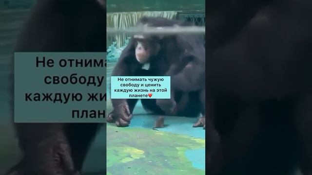 Завёл себе мышку