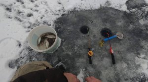 Открытие зимнего сезона 2024 - 2025 \ Первый лёд \ Рыбалка на жерлицы \ Раздача плотвы \ 12 ноября