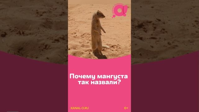 Смотрите "Ничего себе имя!" на телеканале "О!"