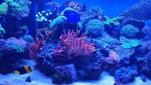 Просто Немо просто в актинии.