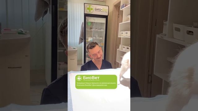 Чихуахуа Нюша пришла на ревакцинацию. Клиника БиоВет Домодедовская.