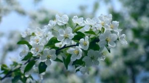Пение садовой камышовки в яблоневом саду