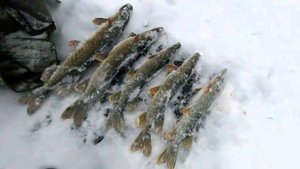 Открытие зимнего сезона 2024 - 2025 \ Первый лёд \ Рыбалка на жерлицы \ Подводная съёмка \13 ноября