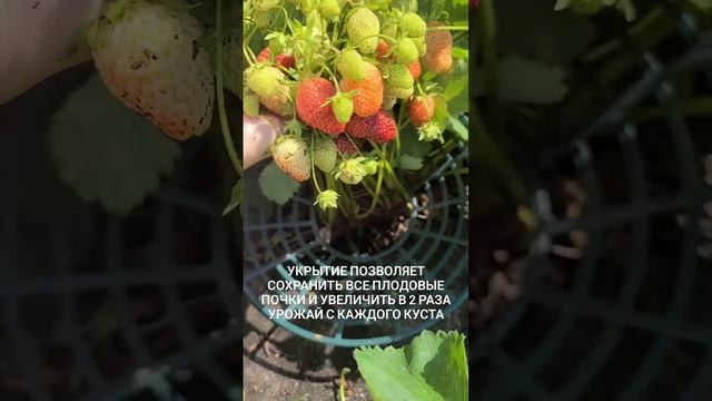 Зачем мы укрываем клубнику на зиму 🍓
