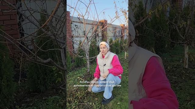Защита деревьев зимой от зайцев.