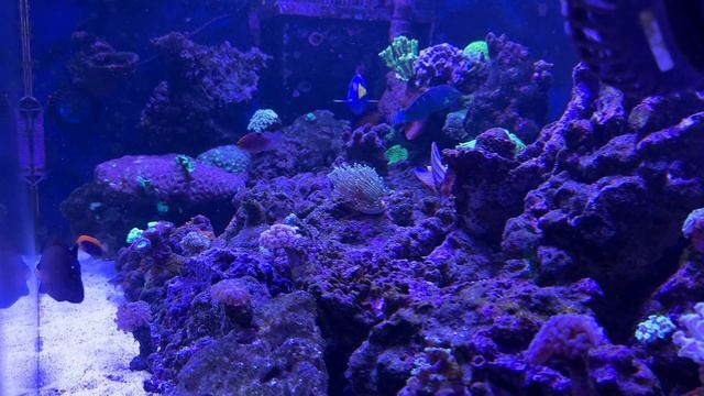 Запуск морского аквариума. Ответы на самые частые вопросы.