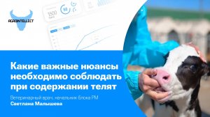Какие важные нюансы необходимо соблюдать при содержании телят