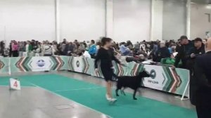 Лужаночка Лури  Евразия 17.11.24. RCAC CC