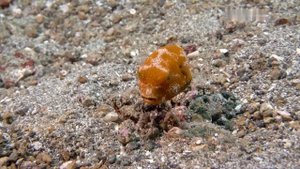 Дикая природа океанов 1 часть  (Wildlife of the oceans 1 part). Филиппины. Красоты подводного мира.