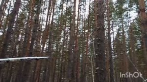 Осенний лес, полон таинственных звуков, не приведи господь ночью в глуши оказаться 🫨