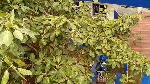 Гоа, Арамболь. Так поет белка на дереве баньян.