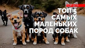 ТОП 5 САМЫХ Маленьких пород собак!