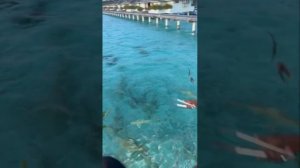 ТУРЫ В ОТЕЛЬ Villa Park, Sun Island 5*, Мальдивы, Ари Атолл.