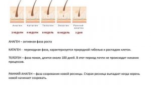 Урок 4. Анатомия ресниц. Фазы роста. Ламинирование ресниц