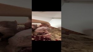 Котята канадского сфинкса