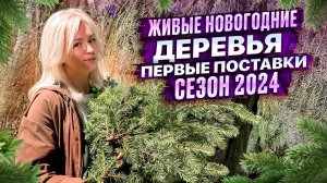 ЖИВЫЕ НОВОГОДНИЕ ДЕРЕВЬЯ. ПЕРВЫЕ ПОСТАВКИ