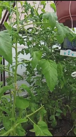 Отзыв на теплицу Центр Дом. Зимовниковский р-н. Ноябрь 0331