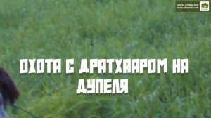 Охота с дратхааром на дупеля. +18