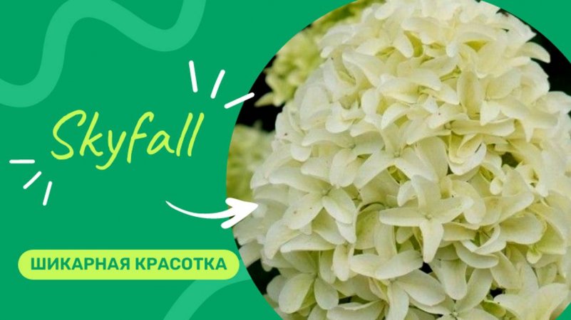 Гортензия метельчатая Скайфолл начало цветения 🌺💞