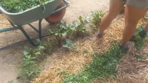 мульча из травы как мы готовим