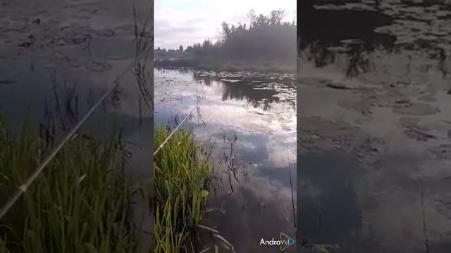 Эх хвост-чешуя, не поймал на сей линя