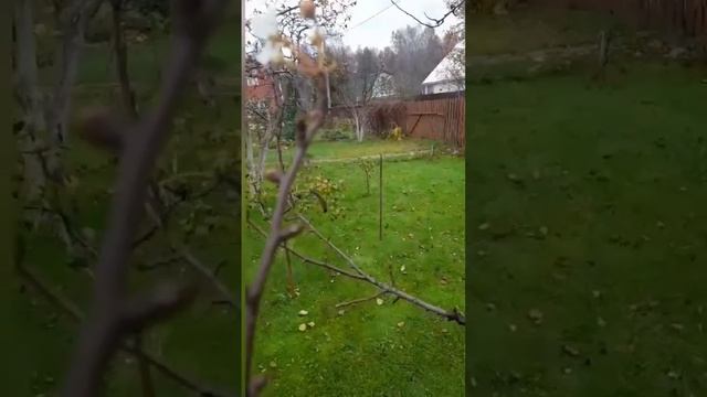 Груши будут опадать в снег. Возможно так