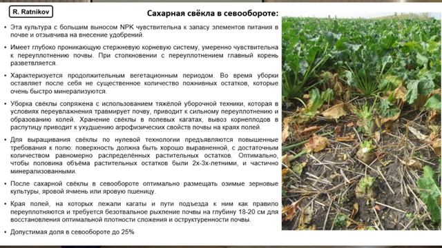 Сахарная свёкла в технологии No-Till? Ратников Р.Н.