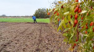 Место, в котором хочется жить! | Посадки продолжаются | Сливаем последнее вино с осадка