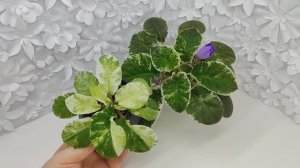 Фиалки КНН-Крокус спорт и сорт