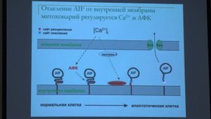 Попова Е. Н. - Структура и функция митохондрий - 9. Роль митохондрий в апоптозе