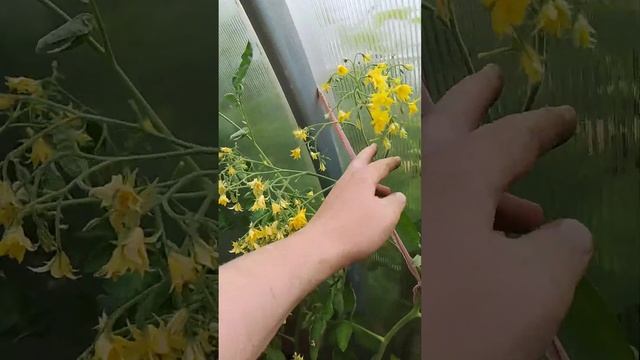 100% завязь на томатах! Как получить богатый урожай томатов Пасынкование опыление подкормка томатов