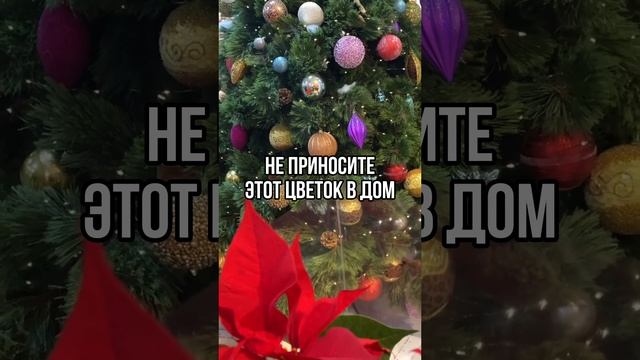 Как не принести в дом беспокойство под Новый Год