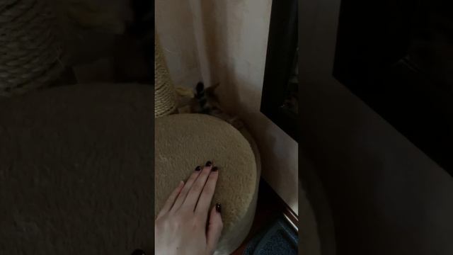 бенгальский котёнок играет/ #bengalcat #бенгальскаякошка #бенгальскиекотята