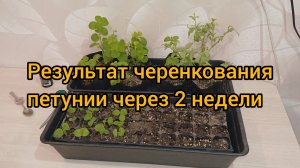 Результат черенкования петунии осенью в квартире через 2 недели. Получилось!