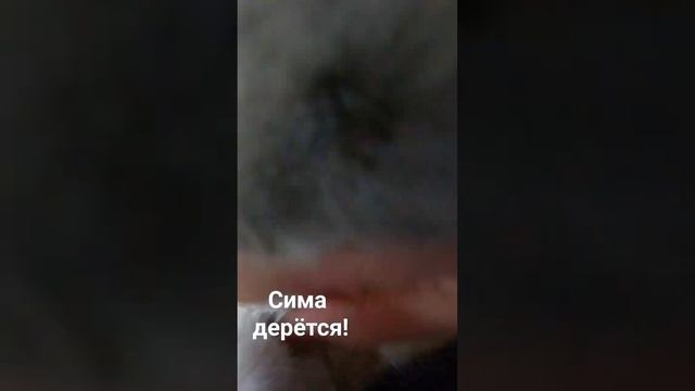 Кошка напала на хозяина.