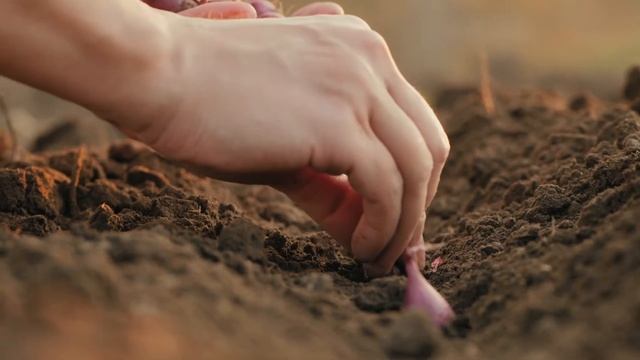 The future is in our hands and in our seeds | Advanta смотреть онлайн
